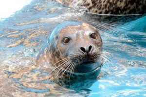 O New York Aquarium reabre no próximo dia 25 de maio de 2013
