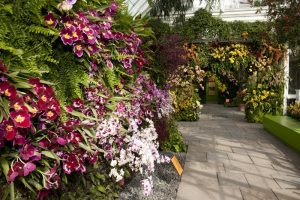 The Orchid Show: Chandeliers