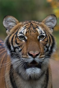 Animais do Zoológico do Bronx infectados com coronavírus (COVID-19)