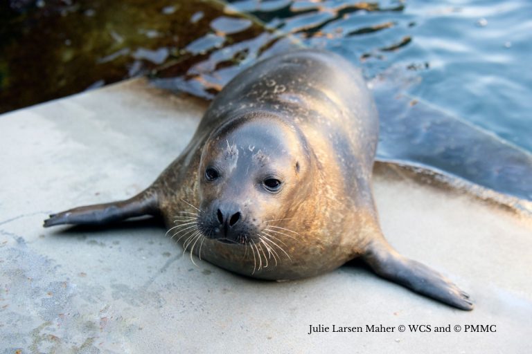 Aquário de Nova Iorque ganha um filhote de foca