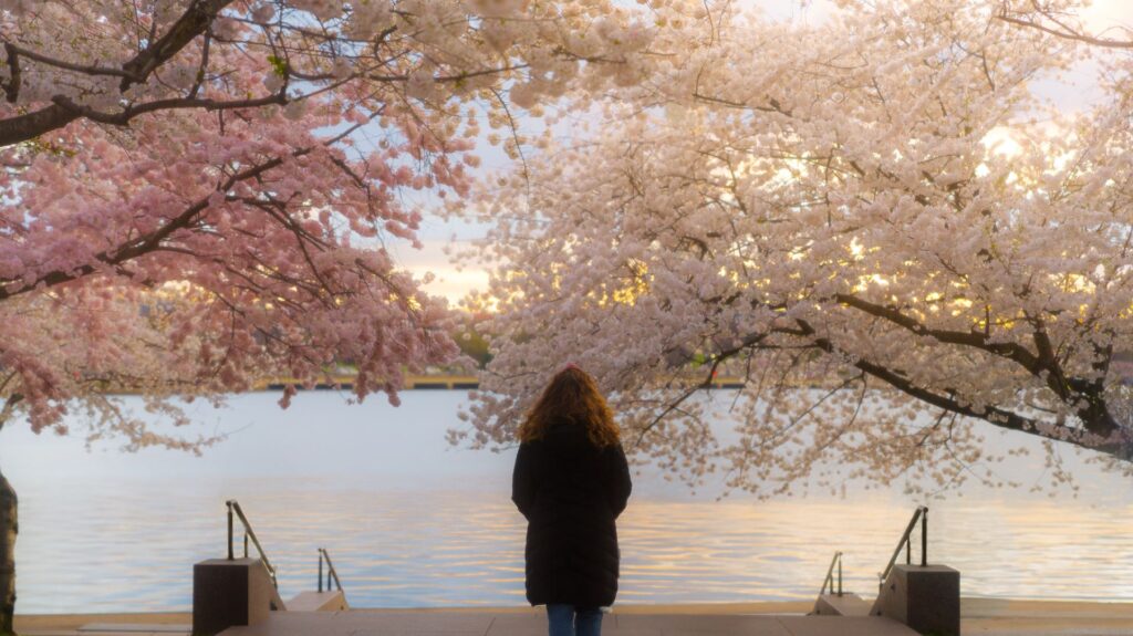 cherryblossoms 014 20240319