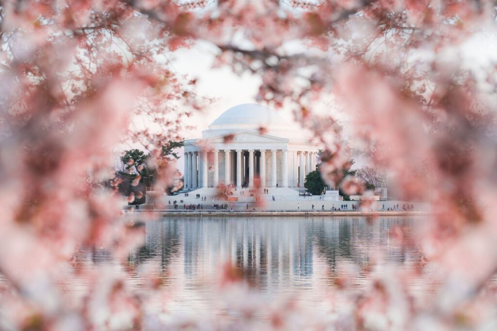 cherryblossoms 20230320 13