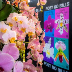 Exposição de orquídeas transforma a selva de pedra de Nova Iorque em um espetáculo floral no NYBG
