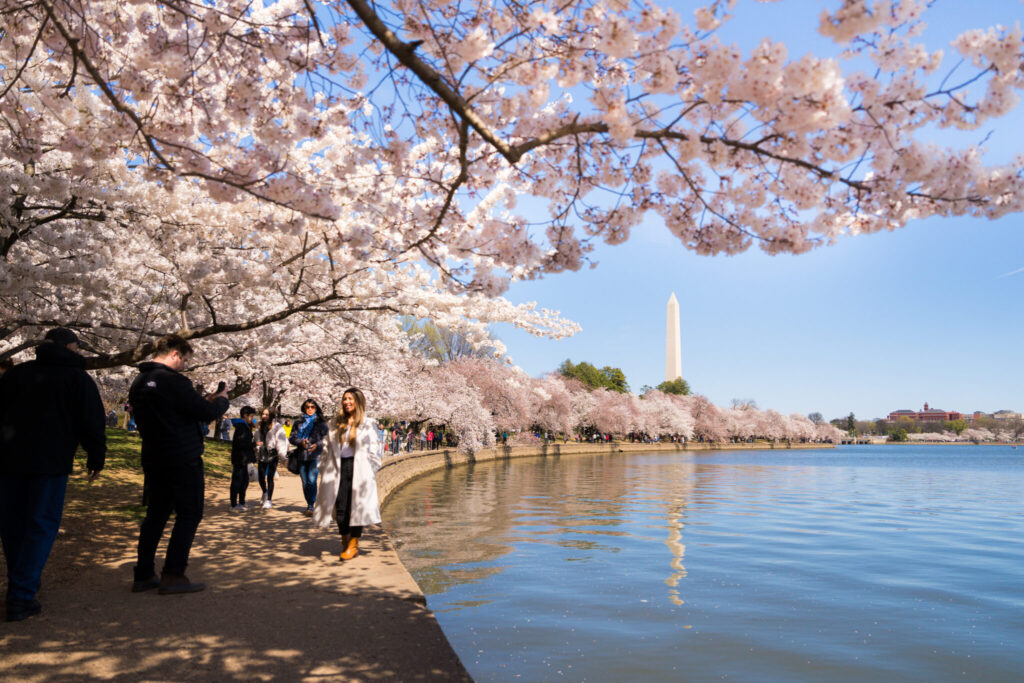 Cherry Blossoms - Washington DC
